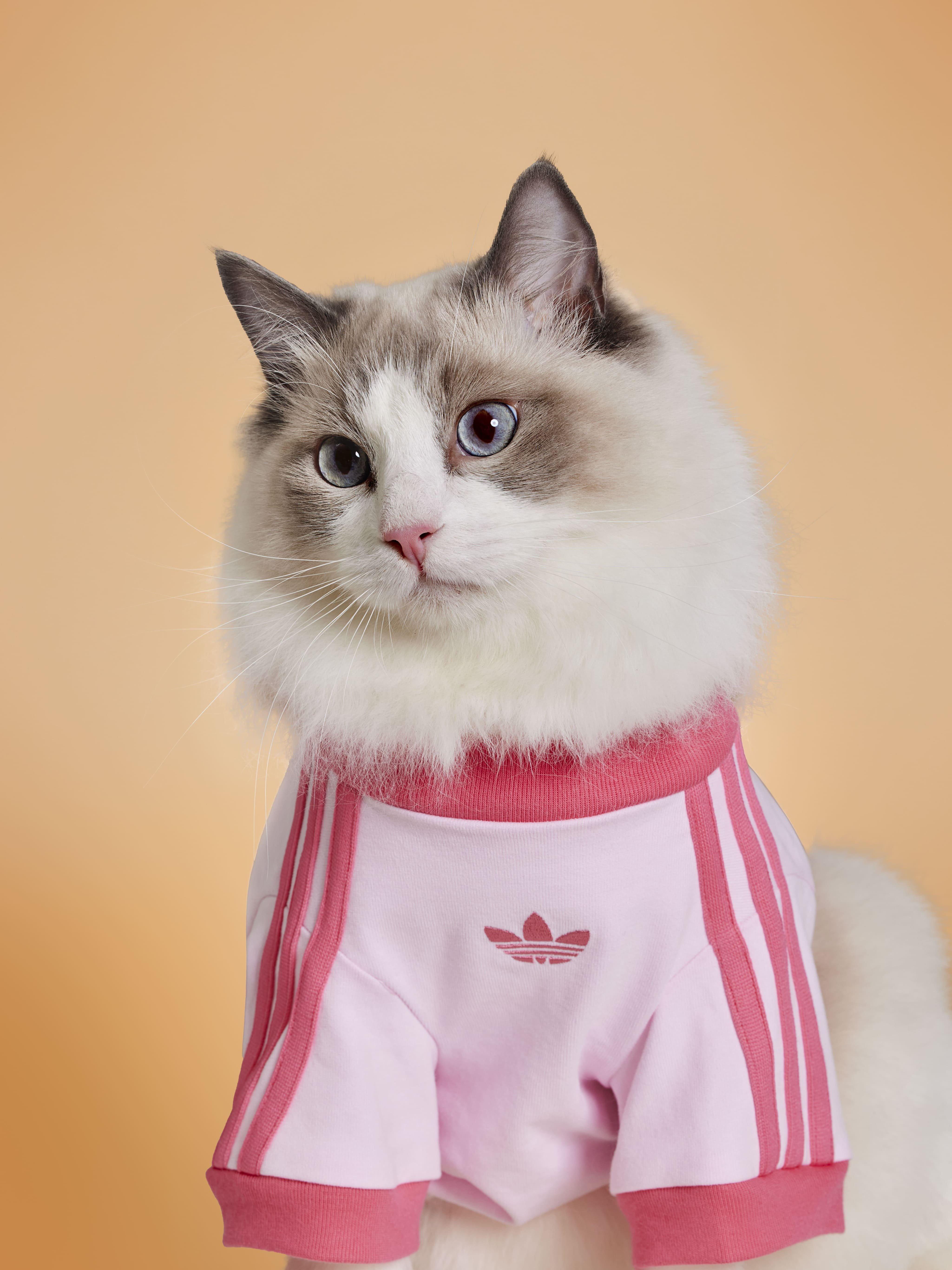 adidas Pet Accessories